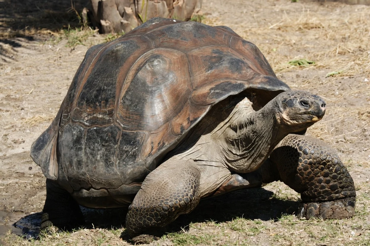 194-Year-Old Jonathan the Tortoise Becomes Target of Elaborate Cryptocurrency Scam
